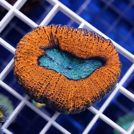 Lobo (yes it is aqua-cultured)