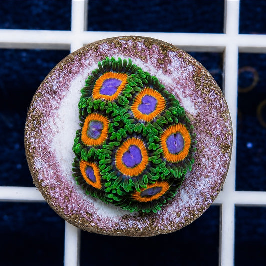 JF Fairy Tales Zoas (7 polyps)