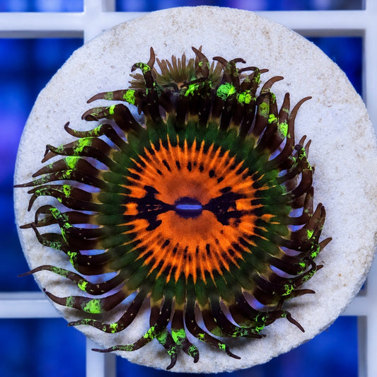 Bow Tie Blasters Zoas (1 polyp)