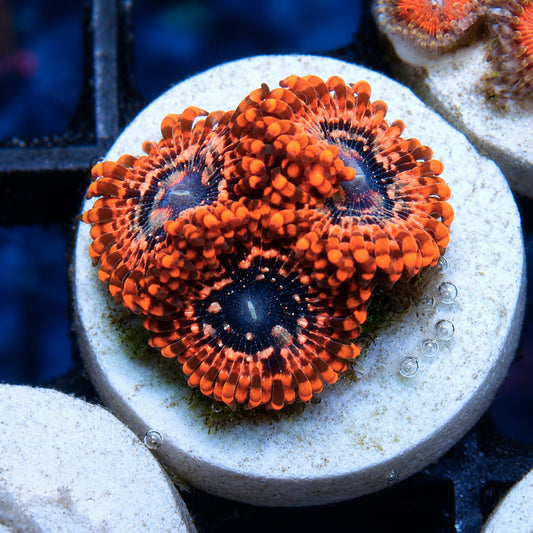 Utter Chaos Zoas (3 polyps)