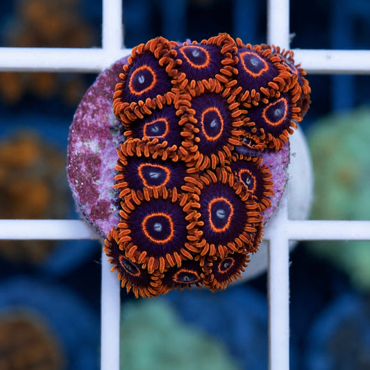 Red Hornet Zoas (13 polyps!)