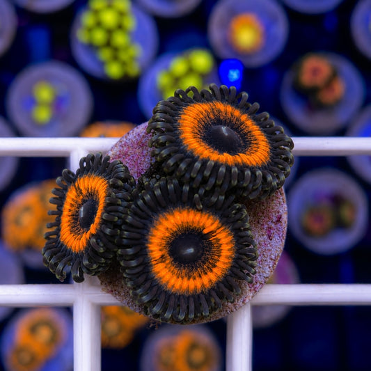 Armageddon Palythoa (3 Polyps)