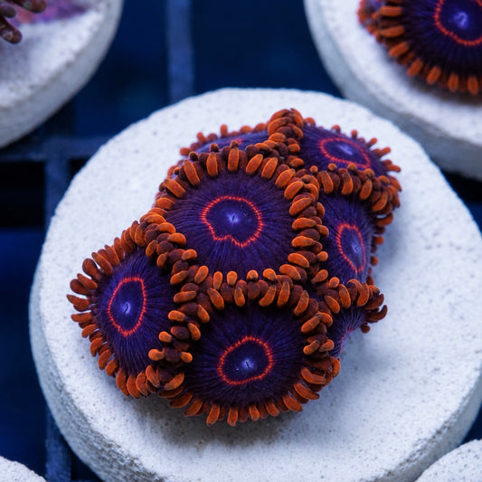 Red Hornet Zoas (6 polyps)