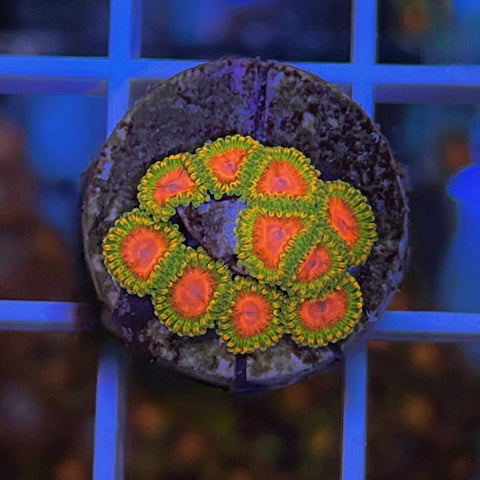RMF Awesome Blossom Zoa (10 polyps)