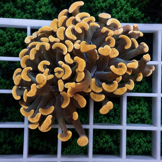 Orange/Copper Branching Hammer Ultra Rare!