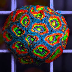 F2M Holygrail Micromussa - Full Plug! (Limit 1 per customer)