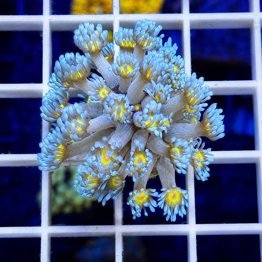 LCH Blue Squirt Goniopora