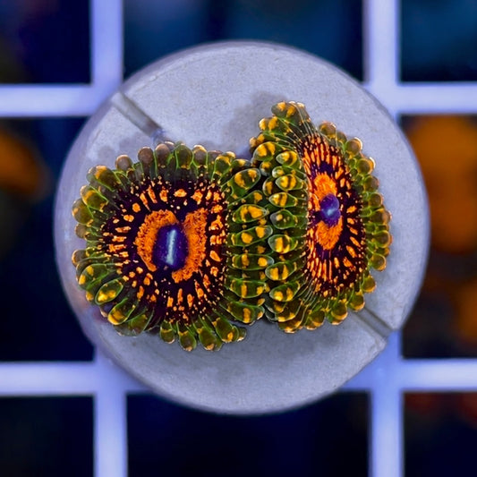 GMK - Grand Master Krakatoa Zoas (2 polyps)