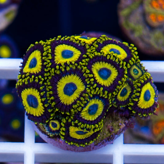 Scrambled Eggs Zoas (13 polyps)