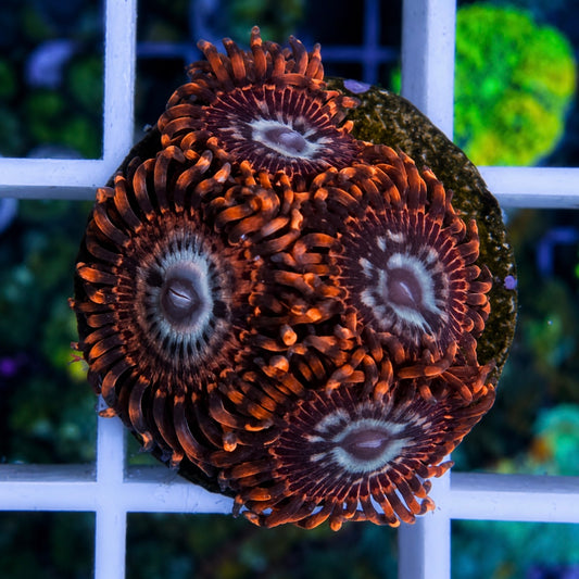 Utter Peace Zoas (4 polyp)
