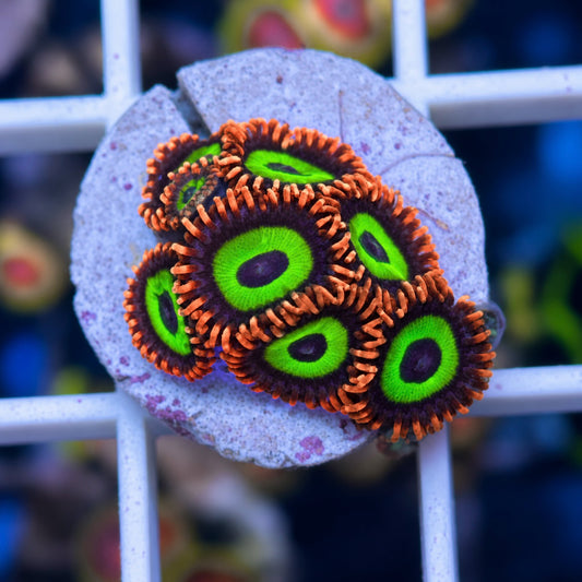 Emerald on Fire Zoas (8 Polyps)