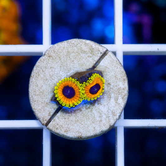 Great Owl Zoas (2 polyps)
