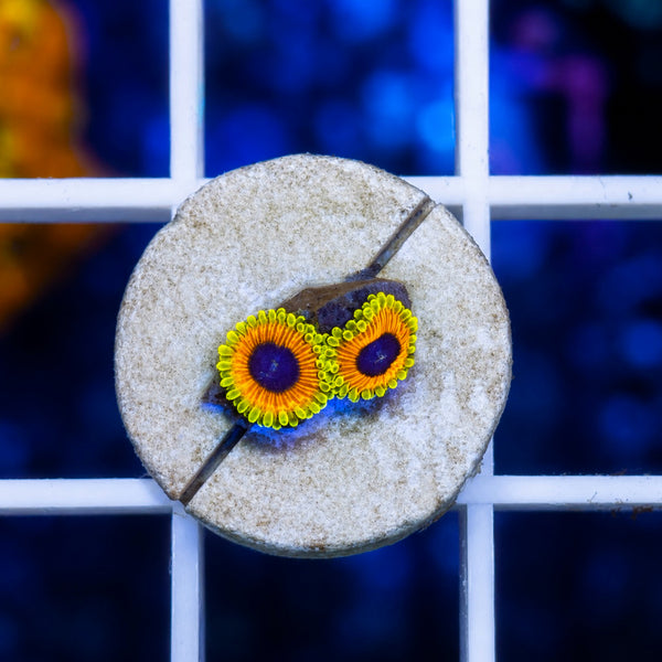 Great Owl Zoas (2 polyps)
