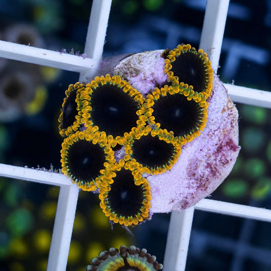 TSA Warp Drive Zoas (7 polyps)