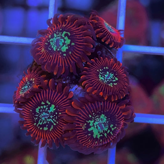 OG Magicians (6 fat polyps)