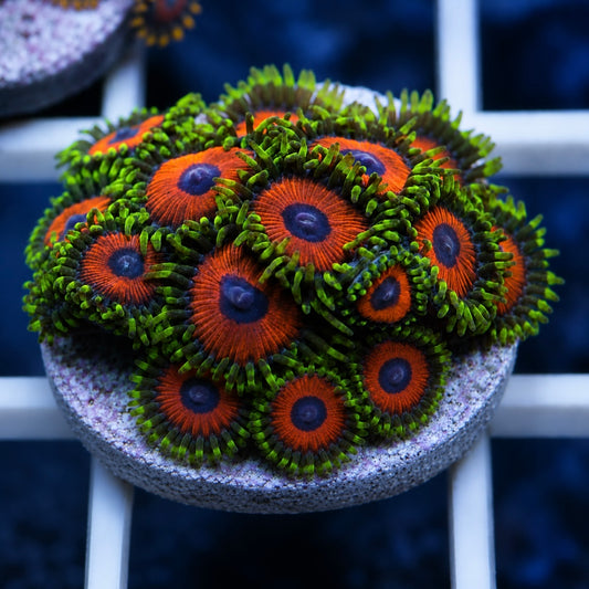 Screaming Eagle Zoas (almost full plug)