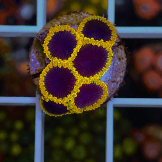 TSA Warp Drives (6 polyps)