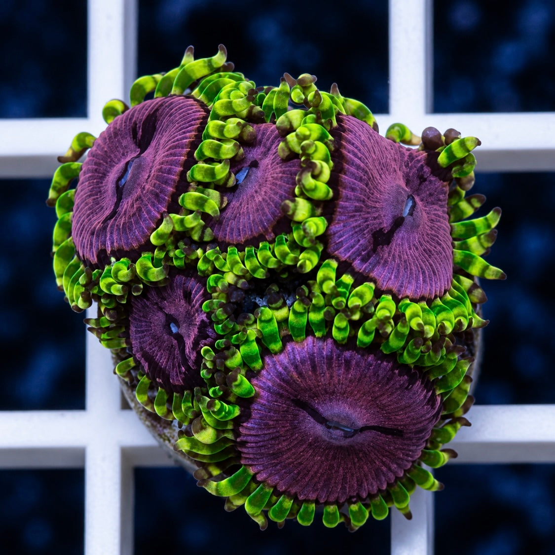 WWC Purple Monster (5 polyps)