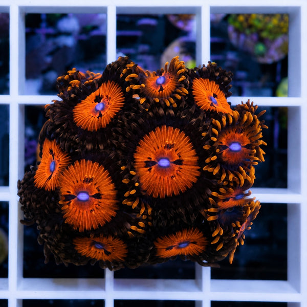 Blood Sucker Zoas (Full Plug!)