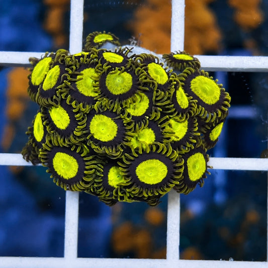 King Midas Zoas (full plug!)