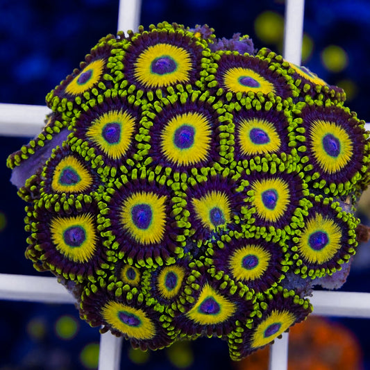 Scrambled Eggs Zoas - overloaded plug!