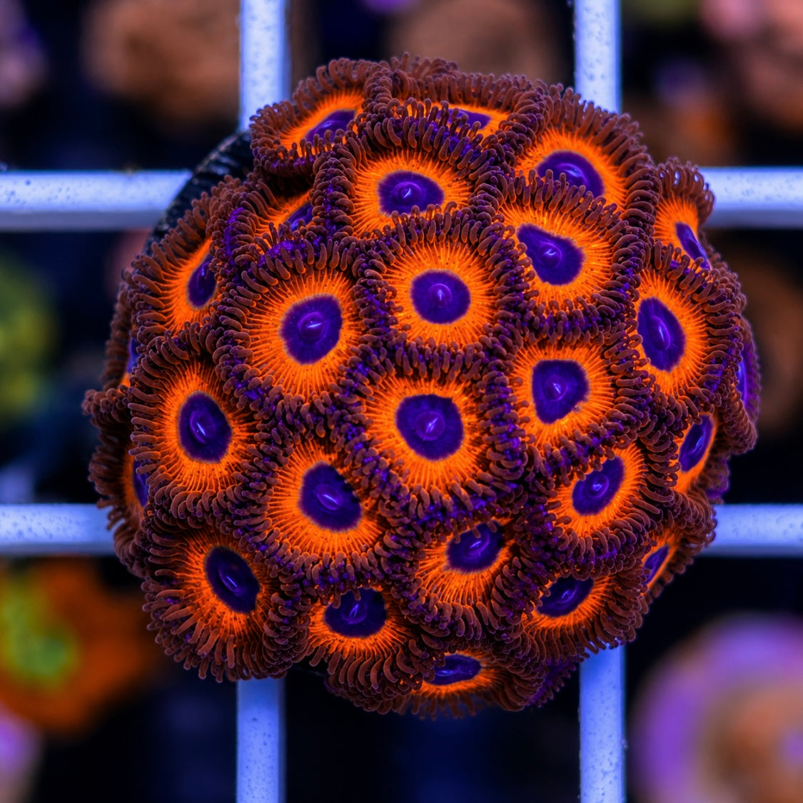 Kedds Reds Zoa Mini Colony!