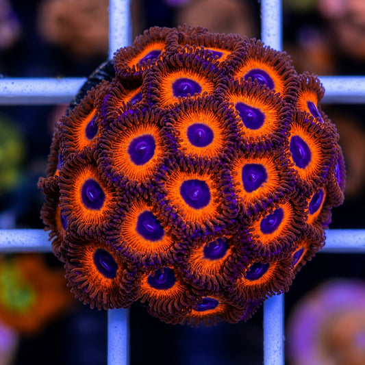 Kedds Reds Zoas Mini Colony!