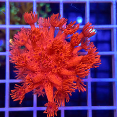 LCH Crimson Delight (see description)
