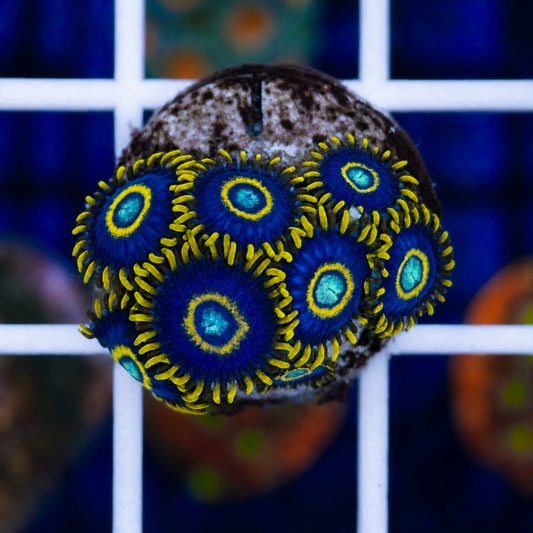 Blue Hornet Zoas (7 polyps)