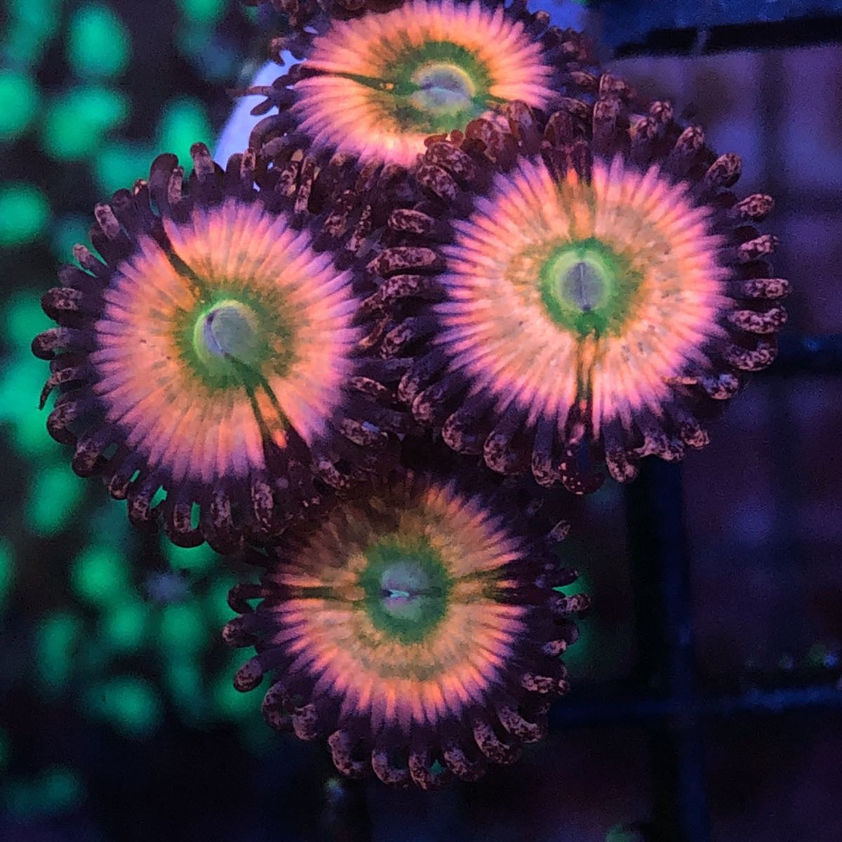 Orange Rainbows (4 Polyps)