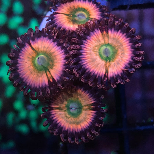 Orange Rainbows (4 Polyps)