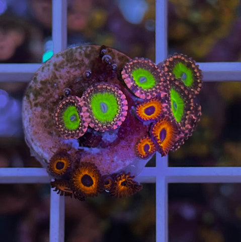 Zoa Mix -e