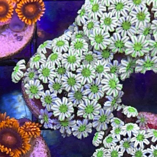Lazy Daisies (LCH Favorite!)