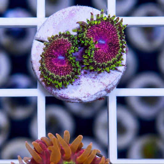 Strawberry Wine Zoas (2 polyps)