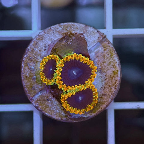 TSA Warp Drive (3 polyps)