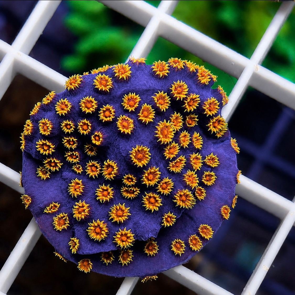 WWC Bizzaro Cyphastrea