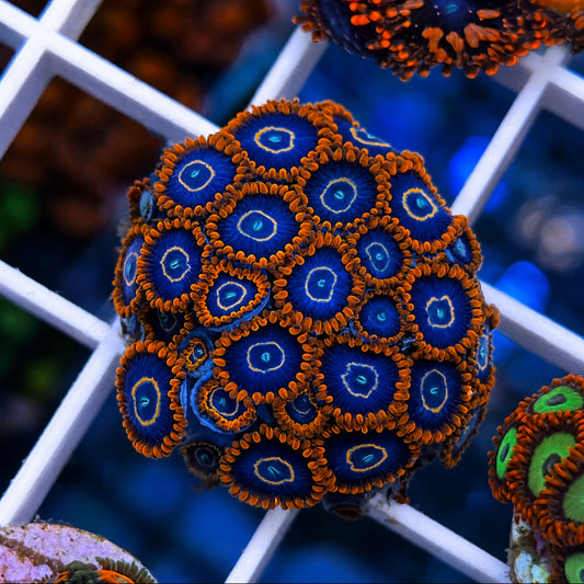 Red Hornet Zoas - WYSIWYG