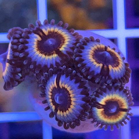 Vampires in Drag (5 polyps)