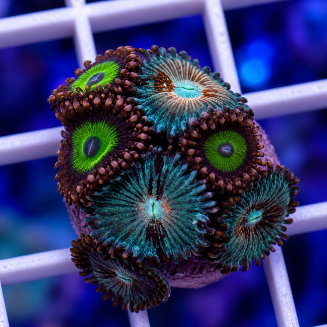 Zoa Mix -r5