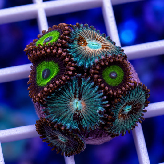 Zoa Mix -r5