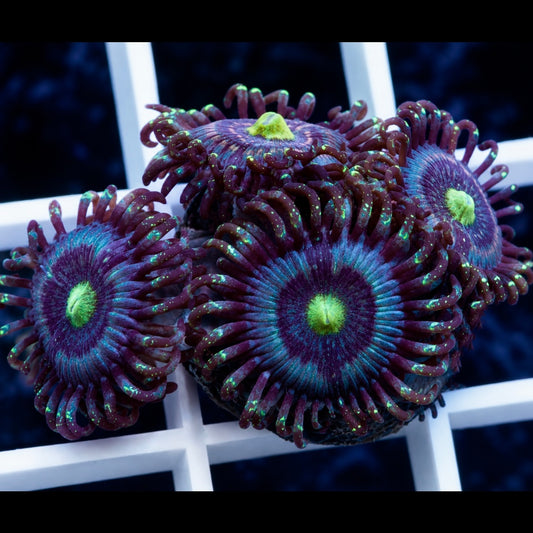 Ice Armageddon Zoas (4 Polyps)