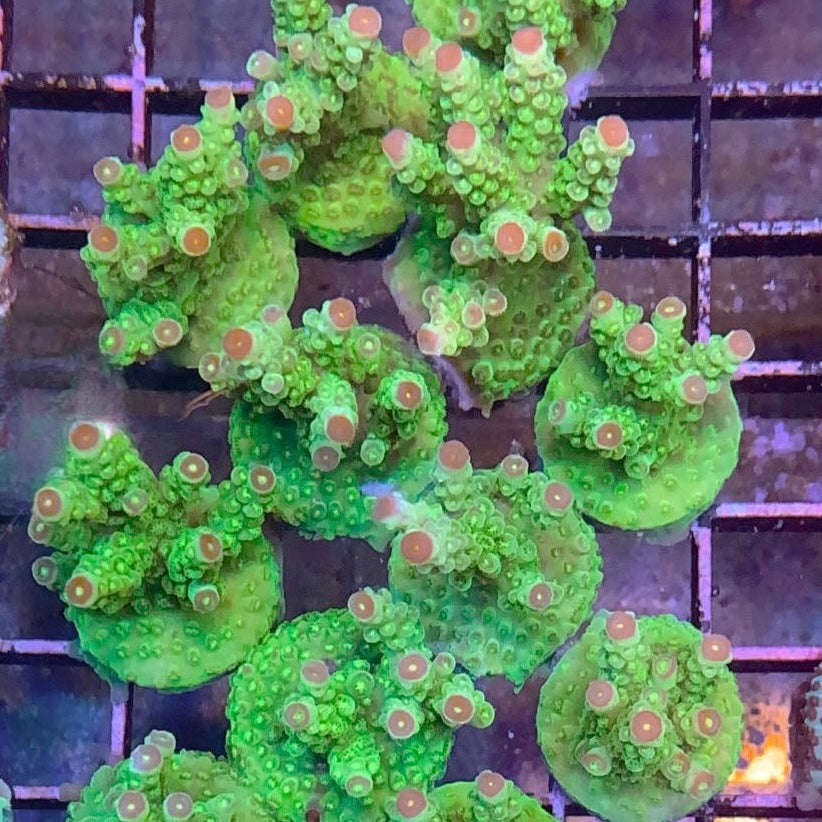 Av99 Orange Crush acropora (See Description) coral at Lazy's Coral House