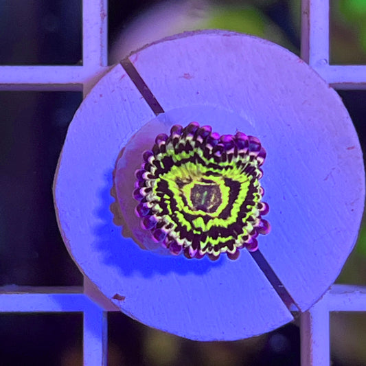 Stratosphere Zoa - (single polyp)