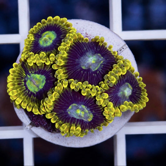 Rainbow Yoda Zoas (5 Polyps)