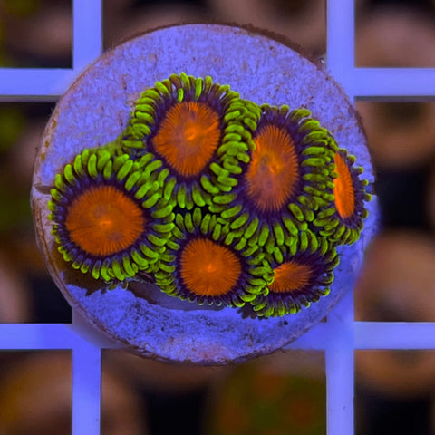 Dragon Eyes Zoa (6 polyps)