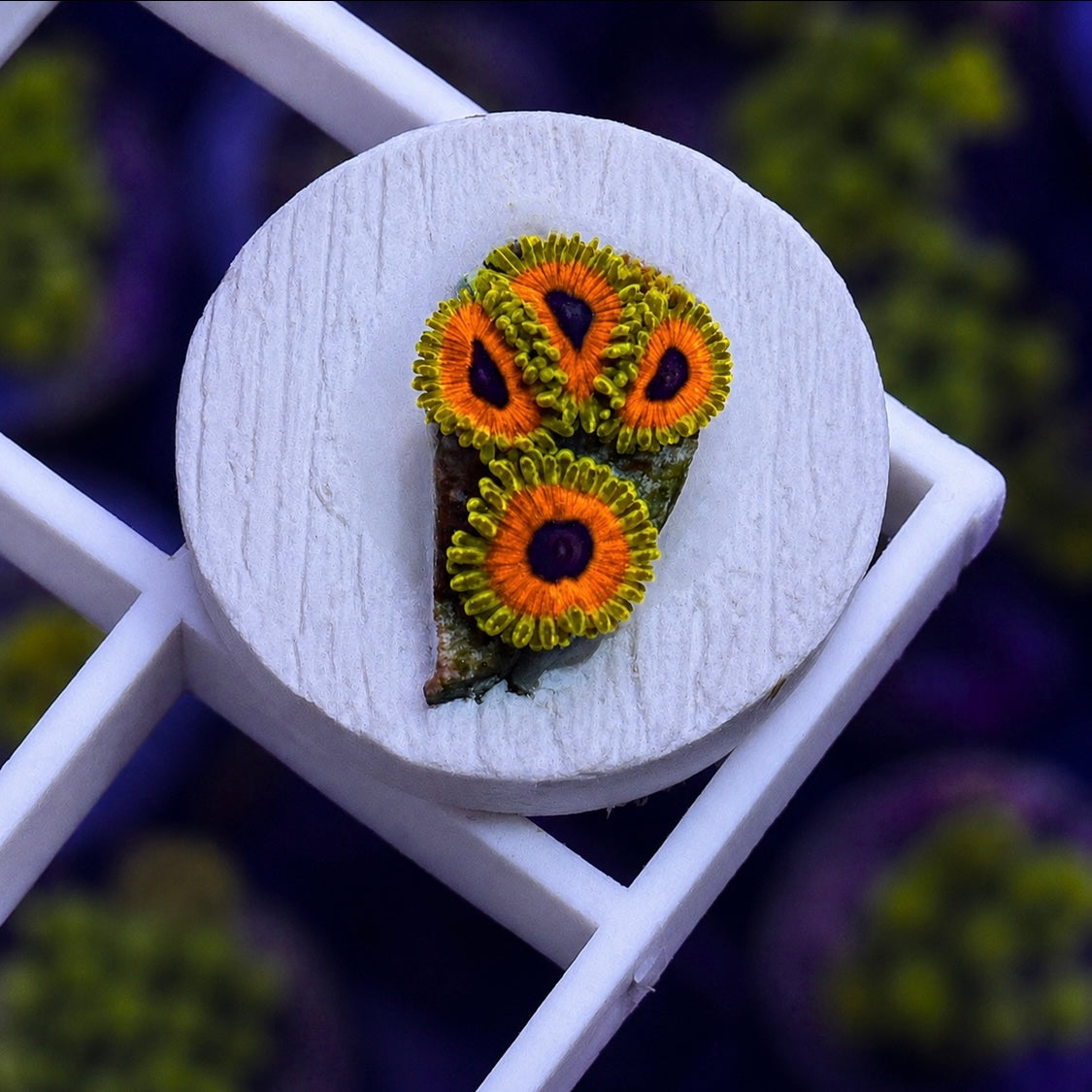 Great Owl Zoas - WYSIWYG