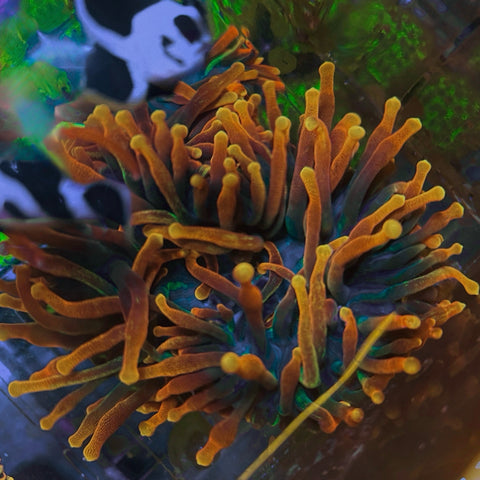 4”-5” Chicago Sunburst Anemone