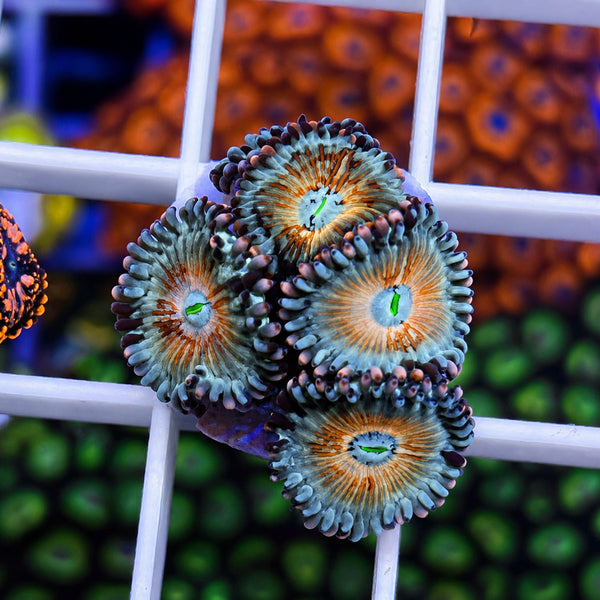 White Zombies Zoas - WYSIWYG
