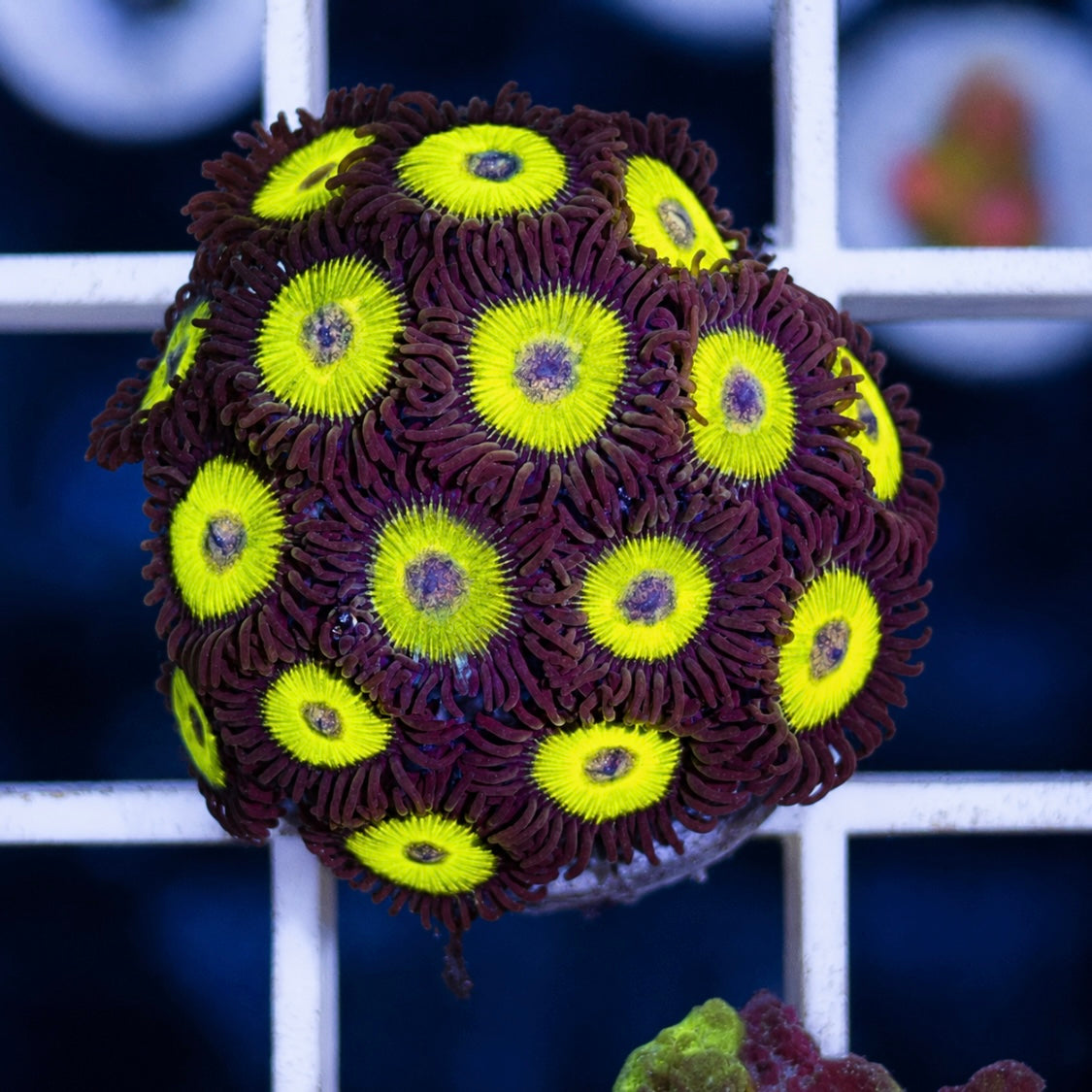 Big Bird Zoas Full Plug!