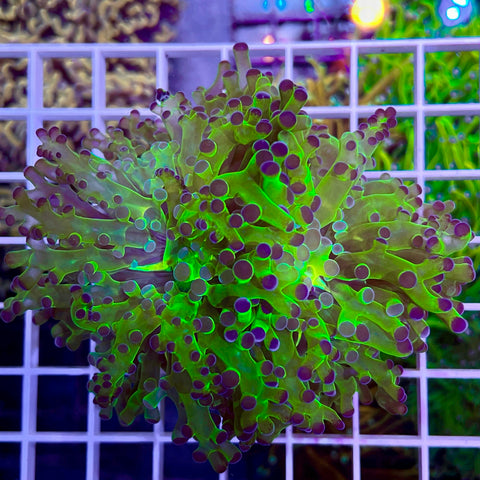 XLG Green & Purple Octospawn